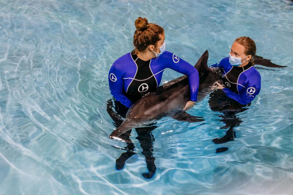 Officials said a dolphin is recovering at a Florida aquarium after being found stranded off the coast last week.