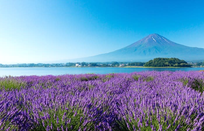 東京旅遊｜富士山一日遊半價每位$216！富士山腳下睇櫻花/薰衣草、忍野八海、小江戶川越