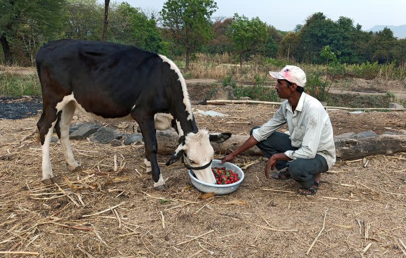 FILE PHOTO: Anil Salunkhe, a farmer, feeds strawberries to his cow during a 21-day nationwide lockdown to slow the spread of coronavirus disease (COVID-19), at Darewadi village in the western state of Maharashtra, India