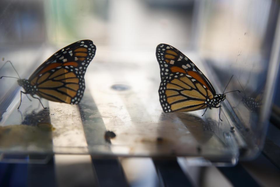 Two newly emerged monarch butterflies sit in a container before being released in Laura Moore's yard in, Greenbelt, Md., Friday, May 31, 2019. Despite efforts by Moore and countless other volunteers and organizations across the United States to grow milkweed, nurture caterpillars, and tag and count monarchs on the insects' annual migrations up and down America, the butterfly is in trouble. (AP Photo/Carolyn Kaster)