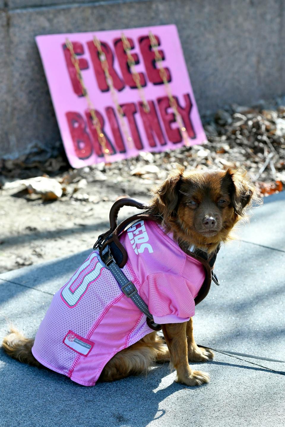 Supporters, including this dog, have been supportng the singer in her bdid to have her father removed as her conservatorGetty Images