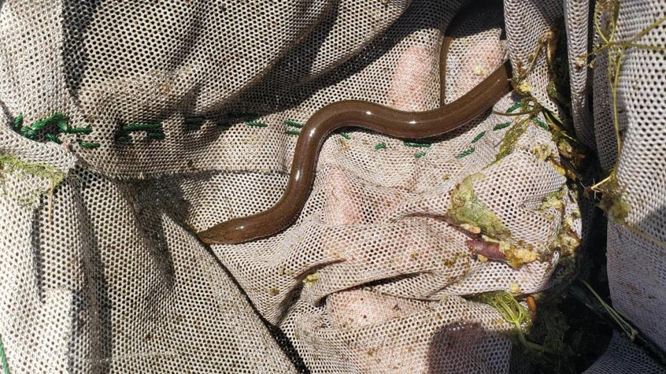 Una invasora anguila asiática de pantano, recogida por investigadores de la FIU, se retuerce en una bolsa recolectora. Un nuevo estudio sugiere que estas anguilas devoran peces diminutos y cangrejos de río a un ritmo alarmante.