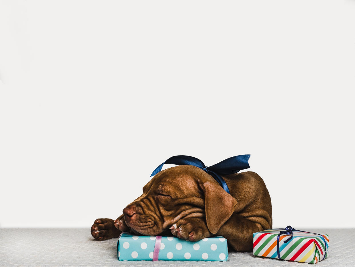 Pretty, charming puppy of chocolate color and bright bouquet of flowers. Close-up, isolated background. Studio photo, white color. Concept of care, education, obedience training and raising of animals