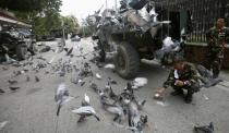 Government soldiers of Task Force Zamboanga (TFZ) feed pigeons with bread crumbs near a military command post during a lull in fighting with Muslim rebels of Moro National Liberation Front (MNLF), in Zamboanga city in southern Philippines September 16, 2013. REUTERS/Erik De Castro (PHILIPPINES - Tags: CIVIL UNREST CONFLICT POLITICS MILITARY ANIMALS)