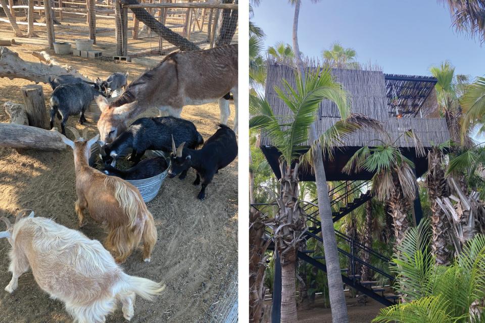 Photo on the left shows goats feeding. Photo on the right shows tall tree house surrounded by palm trees