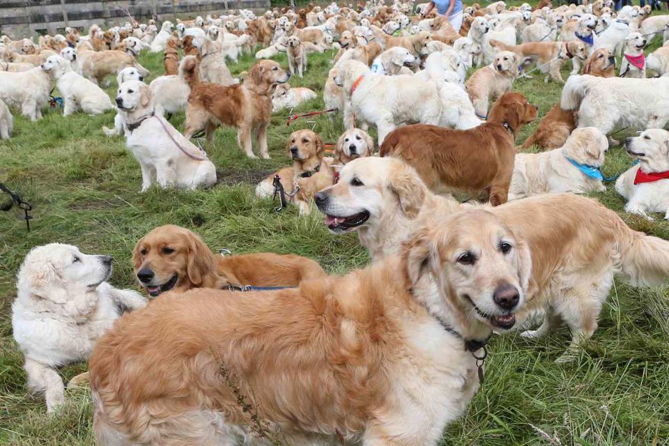 <p>Peter Jolly/Shutterstock </p> A stock image of golden retrievers