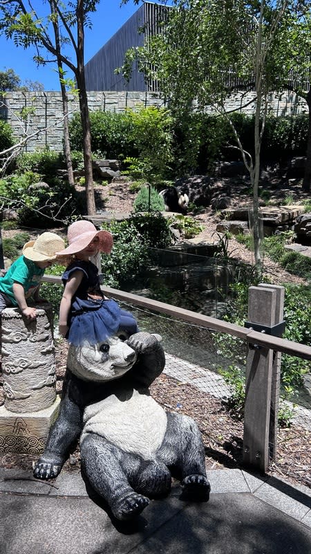 中國租借澳洲阿得雷德動物園2熊貓  受民眾歡迎 澳洲阿得雷德動物園（Adelaide Zoo）熊貓旺旺 （Wang Wang）與福妮（Funi）受到遊客歡迎。照片 攝於112年12月5日。 中央社記者楊淳卉阿得雷德攝  113年6月16日 