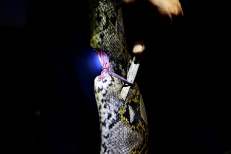 The Wider Image: Thailand's stealthy self-styled snake wrangler