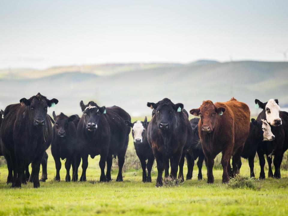 Cattle produce large volumes of methane, which remains in the atmosphere for about 12 years. But the effects of carbon dioxide last for millennia: Getty