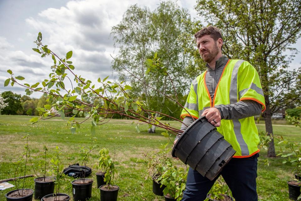 Russell Holman, supervisor of vegetation management at Eversource, carries a dogwood tree during Thursday's pickup for Framingham customers at Cushing Memorial Park, May 9, 2024. Eversource partnered with the Arbor Day Foundation to distribute more than 1,000 free trees and shrubs to customers throughout the state, as part of a pilot program to promote the planting of trees to save on energy costs.