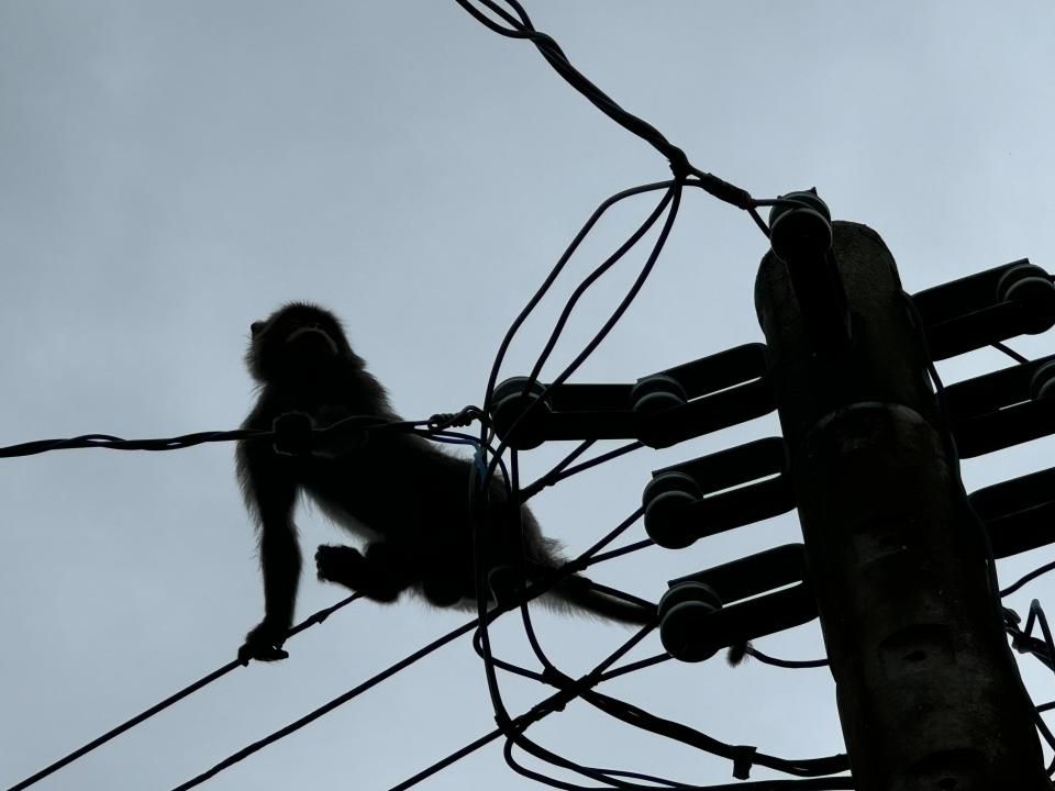 <strong>台灣獼猴出現在潮州鎮鬧區。（圖／王小姐提供）</strong>