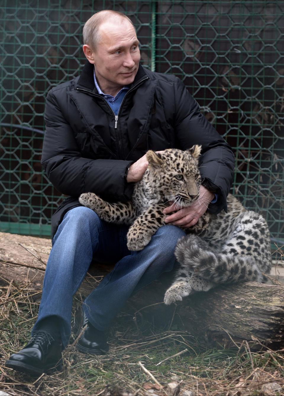 Russian President Vladimir Putin pets a snow leopard cub at the snow leopard sanctuary in the Russian Black Sea resort of Sochi, Tuesday, Feb. 4, 2014. Putin checked in Tuesday at a preserve for endangered snow leopards and visited a group of cubs born last summer in the mountains above the growing torrent of activity in Sochi for the Winter Games. (AP Photo/RIA-Novosti, Alexei Nikolsky, Presidential Press Service)