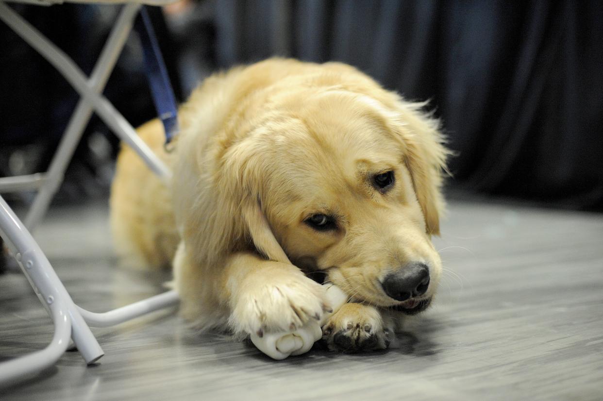 Bailey the golden retriever is a social media favorite among fans of Elizabeth Warren.&nbsp; (Photo: JOSEPH PREZIOSO via Getty Images)