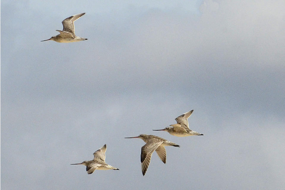 Bar-tailed godwits fly over Marion Bay in Australia's Tasmania state on Dec. 27, 2013. A young bar-tailed godwit appears to have set a non-stop distance record for migratory birds by flying at least 13,560 kilometers (8,435 miles) from Alaska to the Australian state of Tasmania, a bird expert said Friday, Oct. 28, 2022. (Eric Woehler via AP)