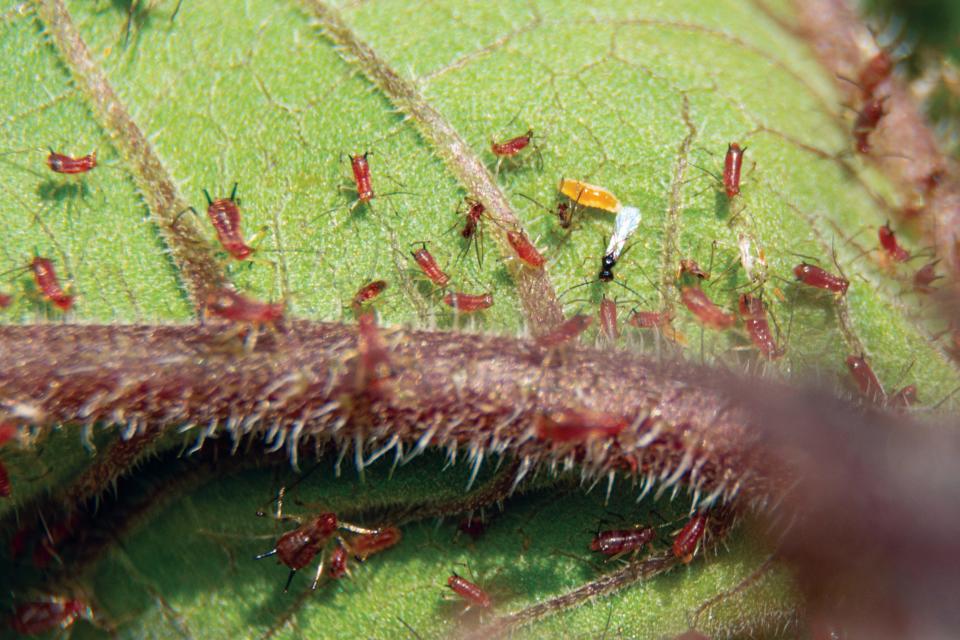 Syrphid fly larva -- yellow -- and parasitoid wasp in an aphid colony. These aphids likely didn't need any management because of the presence of these natural enemies as shown in this July 9, 2021, file photo from The McDonough County Voice.