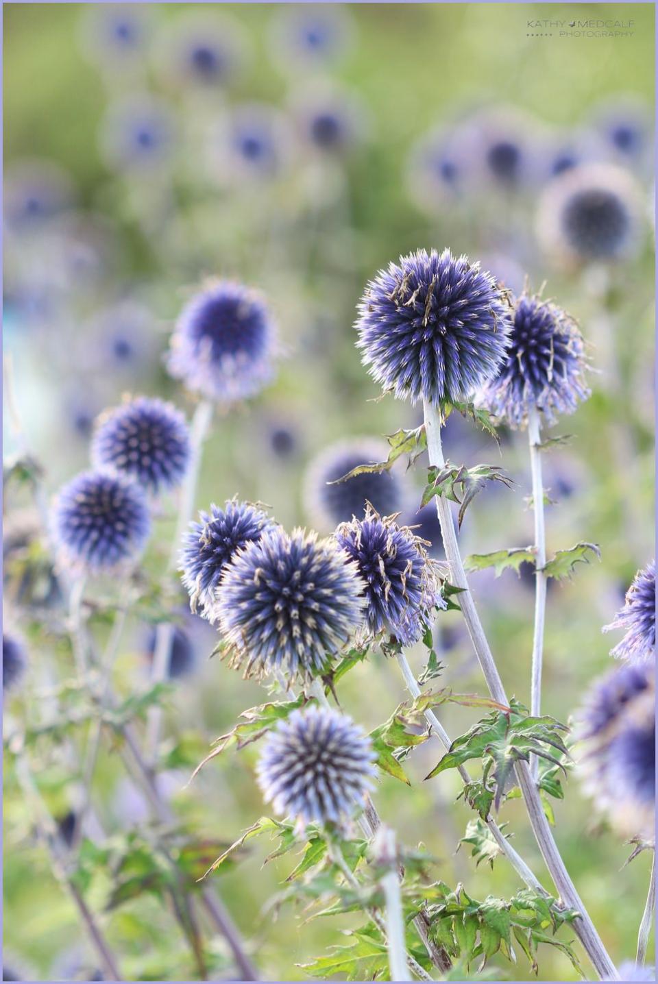 <p>Echinops are easy to grow big thistles, that have globes of tightly packed blue flowers which open into tiny stars carried on slender stiff stems. They are very attractive to bees and butterflies. ‘Veitch’s Blue’ is great for the smaller garden.</p><p><a rel="nofollow noopener" href="https://www.amazon.co.uk/dp/B00SYHVO92" target="_blank" data-ylk="slk:BUY NOW;elm:context_link;itc:0;sec:content-canvas" class="link ">BUY NOW</a></p>