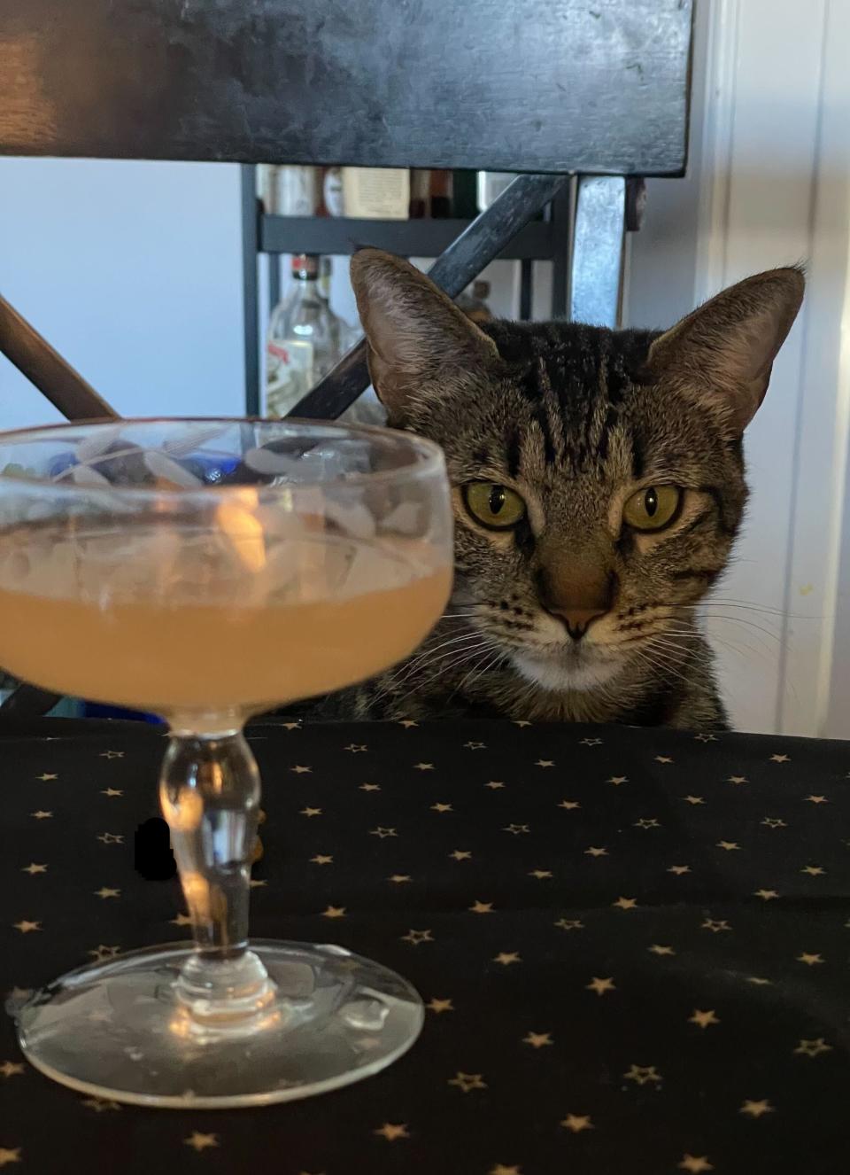 Cocktail glass on a table, and my cat Percy peeking over the table to see what's going on