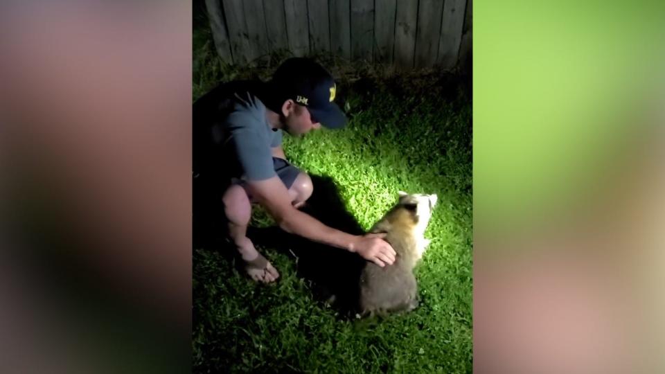 A Michigan man patting a raccoon's back to save it from choking.