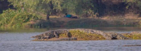 <span class="caption">Crocodiles bask in the sun while a local person reclines on the opposite bank.</span> <span class="attribution"><span class="source">Anirudh Vasava</span>, <span class="license">Author provided</span></span>