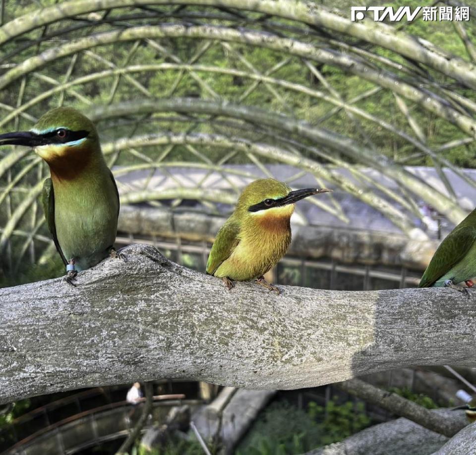 栗喉蜂虎的公鳥（右）每天挖得灰頭土臉的，綠色的羽毛都變成紅棕色。（圖／臺北市立動物園 提供，張詠翔攝）