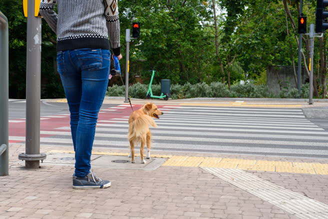 交通部對不禮讓行人祭出提高罰則，有人好奇是否也該對狗狗予以禮讓。（示意圖／達志提供）