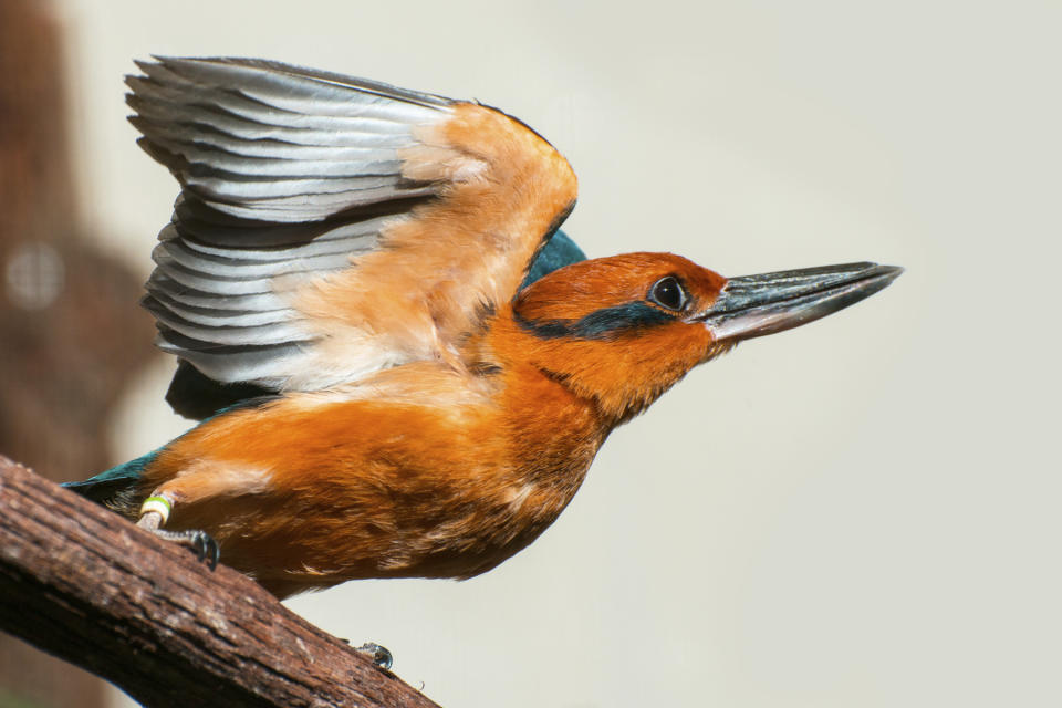 This July 13, 2012 IMAGE provided by the Smithsonian’s National Zoo and Conservation Biology Institute photo shows a Guam Kingfisher in Front Royal, Va. As warming temperatures from climate change and invasive species alter habitats around the globe, some scientists and government officials are embracing animal like the kingfisher and plant relocations to prevent vulnerable populations from dwindling or going extinct. If a relocation is successful, the kingfishers would become one of the few species ever upgraded from “extinct in the wild” to “critically endangered.” (Jim Jenkins/Smithsonian’s National Zoo and Conservation Biology Institute via AP)