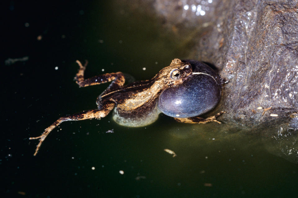 <p>Researchers compared the mating calls of the tiny male tungara frogs living in Panama City and those living in the nearby tropical forests.</p>