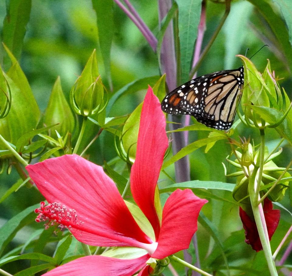 Monarch butterfly on red swamp mallow.