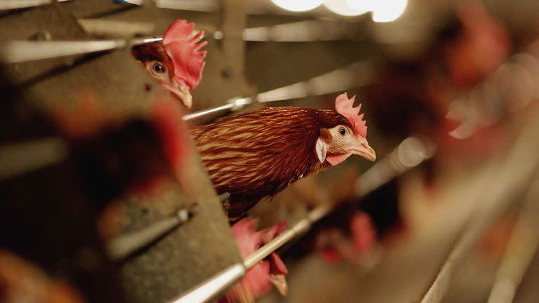 No es raro que quines trabajan con aves de corral ocasionalmente contraigan gripe aviar