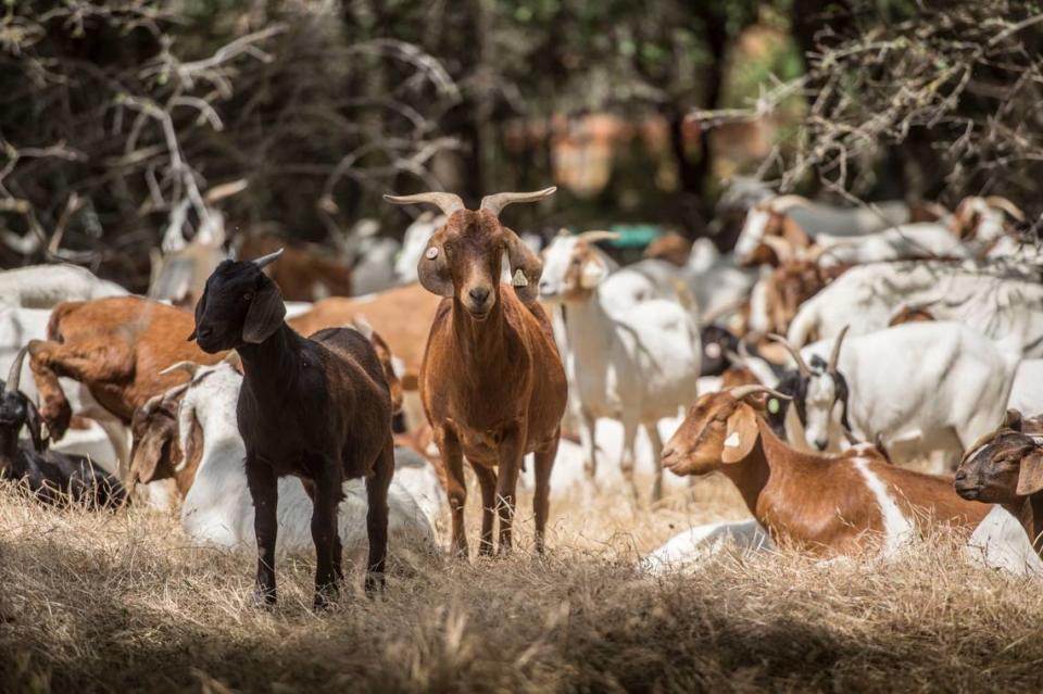 Goats graze in and near a water detention basin, clearing grass and weeds that could cause flooding or fuel fires, in Citrus heights in 2018.