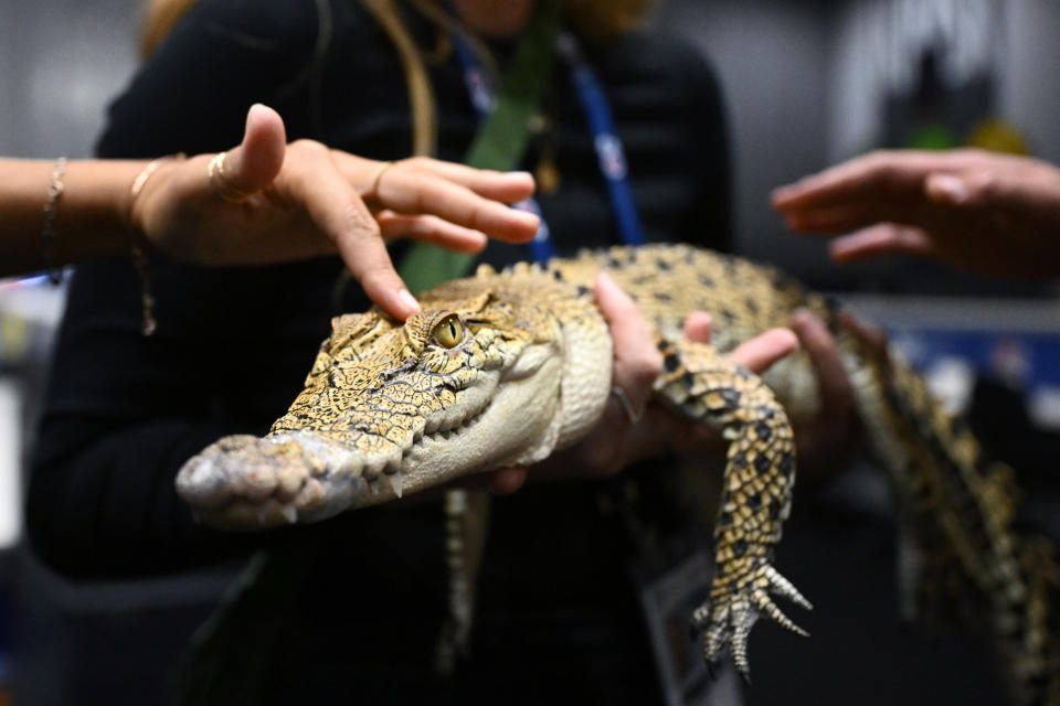 A saltwater crocodile being touched by journalists at the 2024 ASEAN-Australia Special Summit at the Melbourne Convention and Exhibition Centre. 