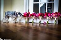 <div class="caption-credit">Photo by: Hoffer Photography</div><div class="caption-title">One Of These Things Is Not Like The Others</div><p> Take it from this mini schnauzer: It's important to stop and smell the flowers, even on your wedding day! </p> <p> <i>Have a photobomb of your own that you'd like to share? Upload your pic to</i> <i><span>BG's Facebook page</span> or</i><i><span>submit it to us via Instagram</span> (be sure to include the hashtag #bgphotobombs) and we may add it to our list!</i> </p>