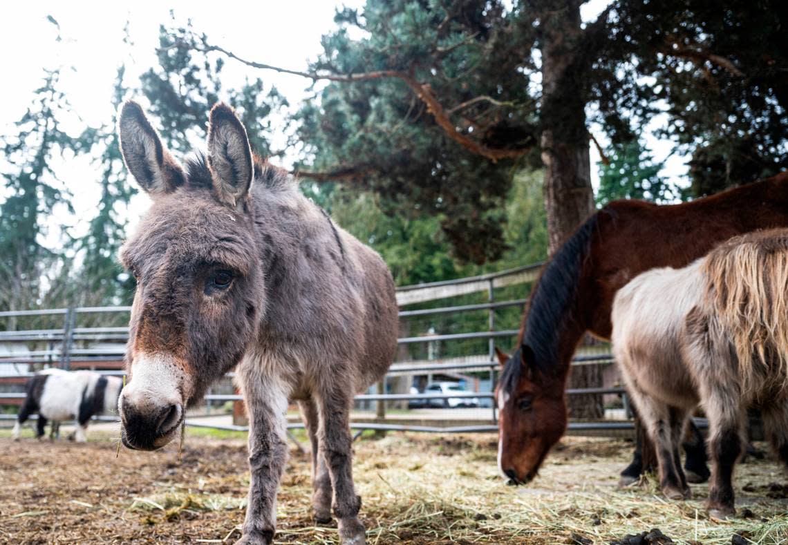 A donkey wanders around a pasture eating hay with horses at Four Star Farm in Graham on Jan. 31, 2023. Sharon Lulham and her daughter, Sholeh Lulham-New, are co-owners of Four Star Farms, where the nonprofit, Horses Guiding Humans, operates and helps over 50 clients receive equine-assisted mental health therapy each week.