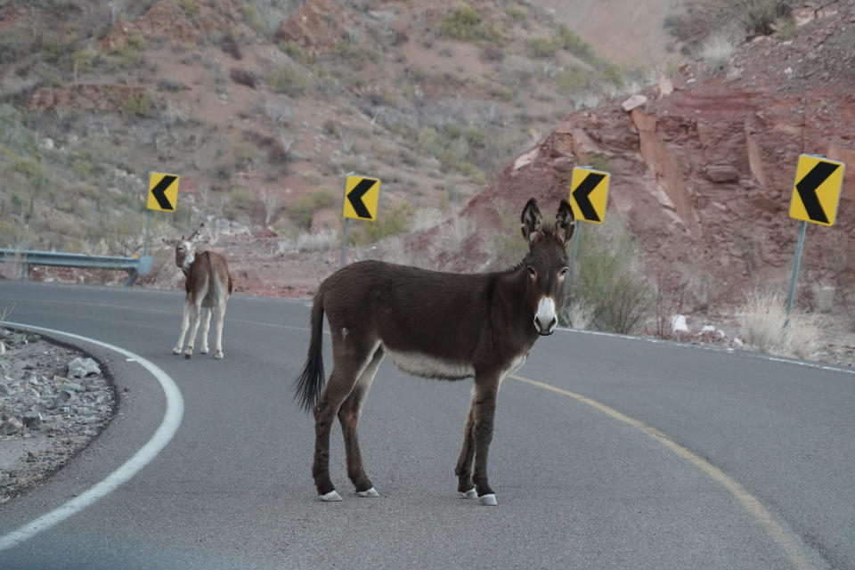 Two donkeys stand on a curved road in a mountainous area with yellow road signs in the background