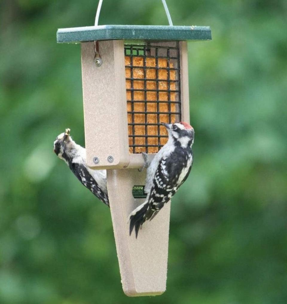 Suet feeder with two downy woodpeckers eating from it