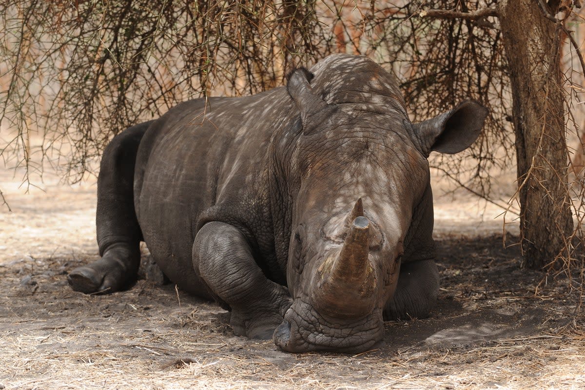 African rhino (Joe Giddens/PA) (PA Archive)