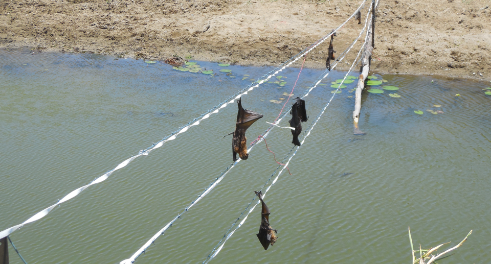 White strips were placed along a barbed wire fence in Townsville after five flying foxes were caught. Source: Supplied