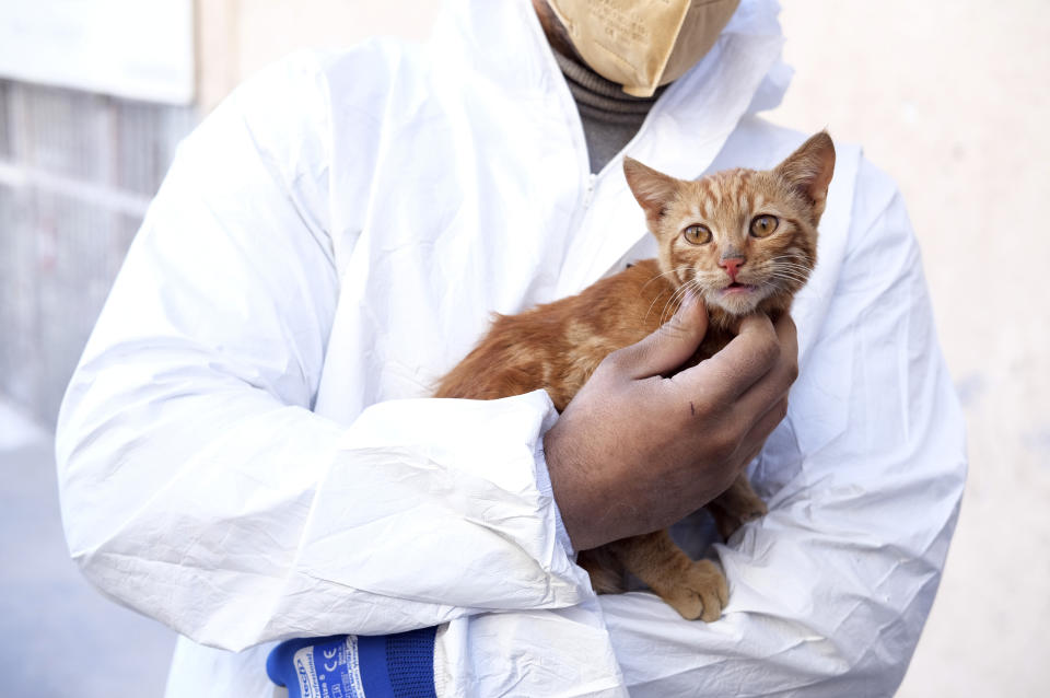 A rescue worker holds a young cat pulled out from a collapsed building in Kahramanmaras, Turkey, Thursday, Feb. 16, 2023. More than 39,000 people have died in Turkey as a result of last week's earthquake, making it the deadliest such disaster since the country's founding 100 years ago. While the death toll is almost certain to rise even further, many of the tens of thousands of survivors left homeless were still struggling to meet basic needs, like finding shelter from the bitter cold. (Ismail Coskun/IHA via AP