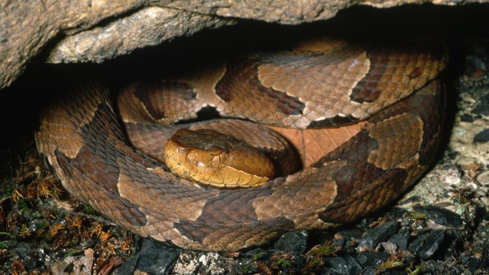 A northern copperhead snake lies coiled up under a rocky ledge.