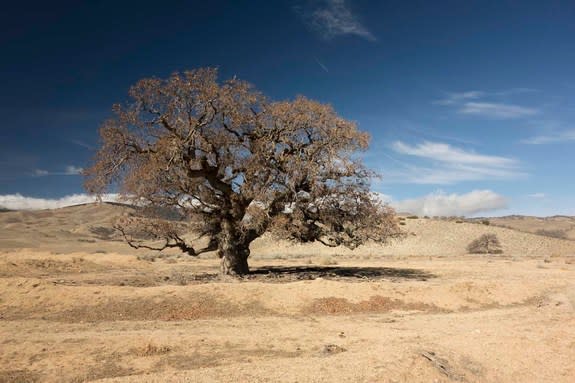 A California blue oak tree.