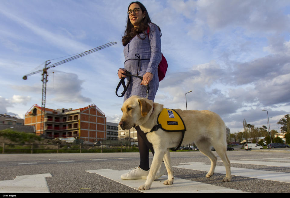 Viseu, 20/4/18 - Report this afternoon with host family Dogs-Guides during training Photo: Susana Sousa, Java Bitch (Fernando Fontes / Global Images/Sipa USA)