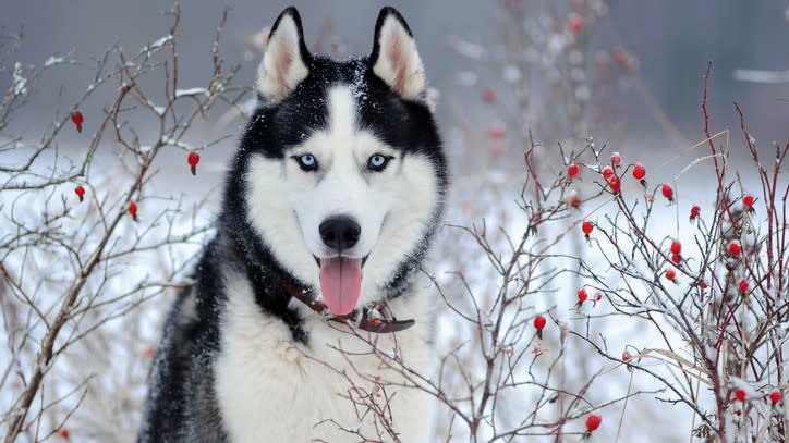 Siberian Husky