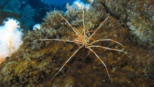 Giant Antarctic sea spiders’ 140-year-old reproductive mystery solved.