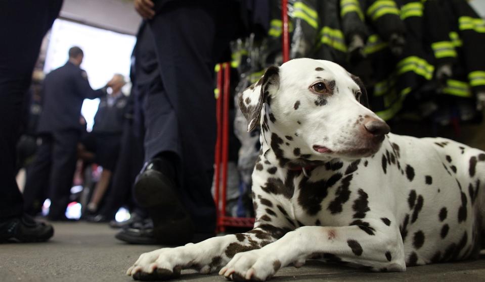 Following the 9/11 terrorist attacks, Twenty, a Dalmatian, was gifted by two Monroe County sheriff’s deputies to Ladder Company 20 in lower Manhattan, which lost seven members in the collapse of the World Trade Center’s North Tower.