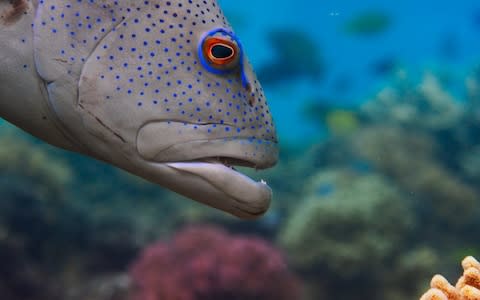 The grouper first spots where the little fish has hidden then informs the octopus - Credit: BBC