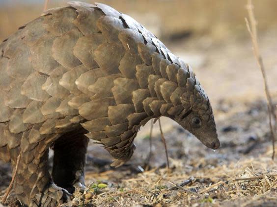 Pangolins are one of the most trafficked mammals in the world (Getty Images/iStockphoto)