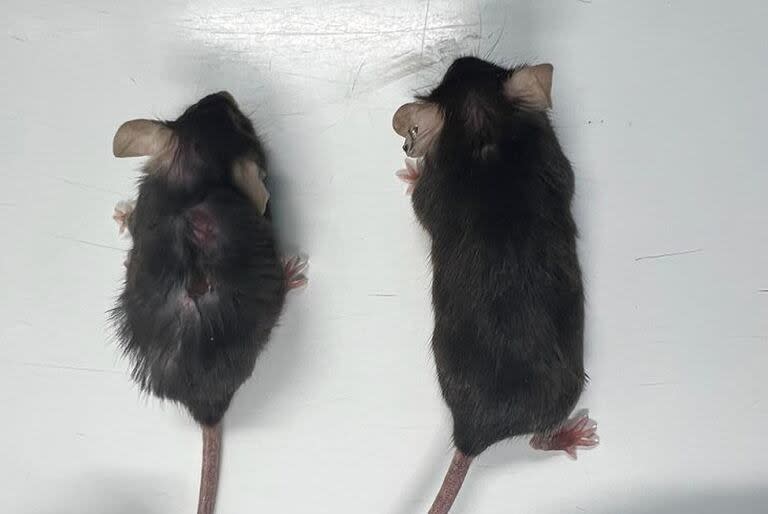 Los ratones que recibieron el anticuerpo X203 se veían más delgados y activos, con mejor color del pelaje, mejor visión, audición y capacidad para caminar