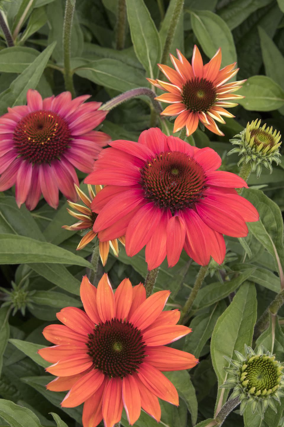 summer flowers, close up of coneflowers