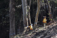 David Gonzalez, left, cuts down a eucalyptus tree as Javier Gonzalez looks on as part of efforts to reduce wildfire risk along California's Route 17 on Wednesday, Nov. 20, 2019, near Holy City, Calif. Since 1970, the amount of land burned each year in California has increased five-fold. (AP Photo/Matthew Brown)