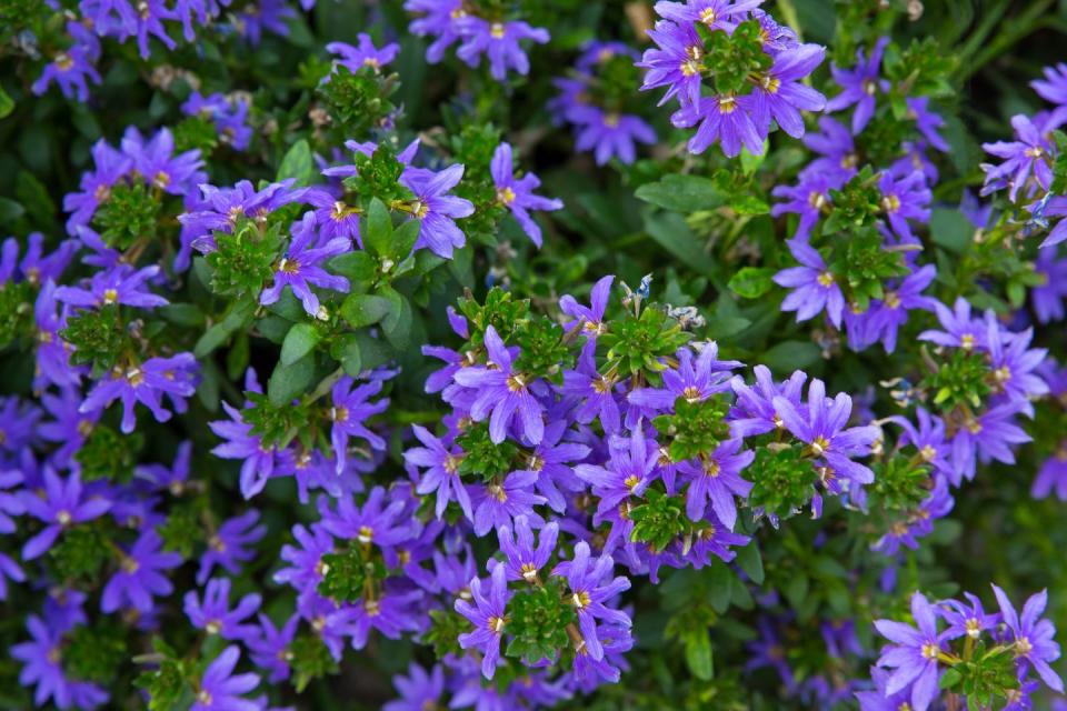 13) Scaevola Aemula "Blue Wonder"